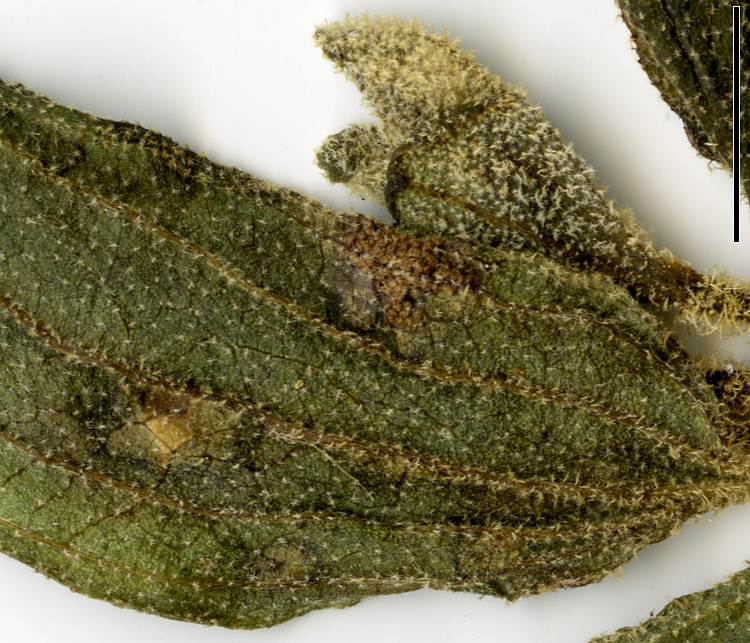 Представитель Семейства Pucciniosiraceae